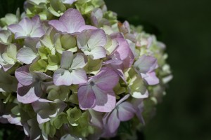 Hydrangea Flower